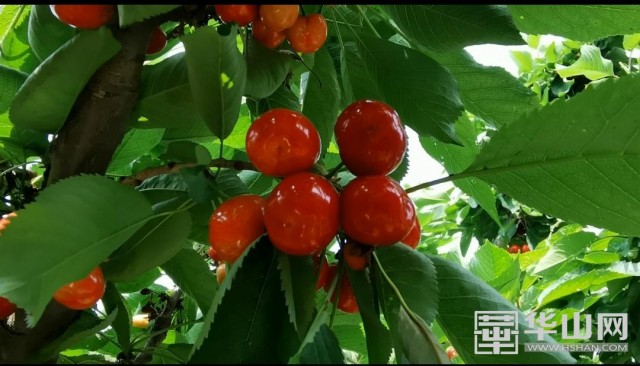 临渭区第十届赤水樱桃采摘节开幕 火红樱桃等您来尝鲜