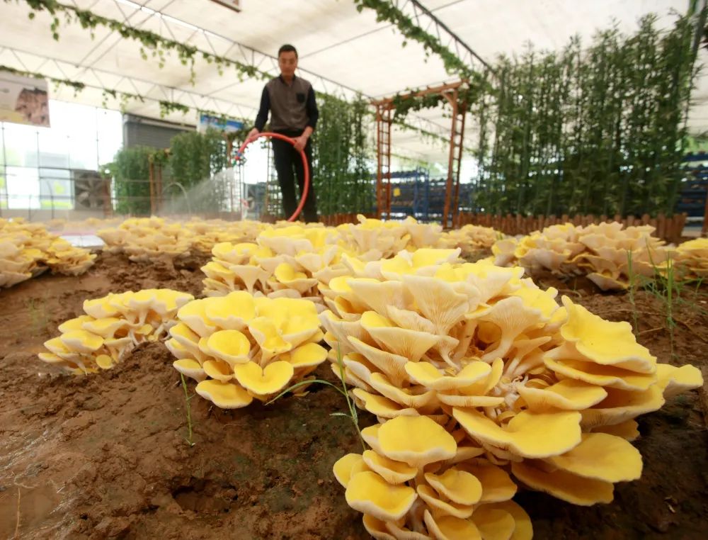 把“小蘑菇”做成乡村振兴大产业——记河南世纪香食用菌开发有限公司党支部书记、董事长李彦增