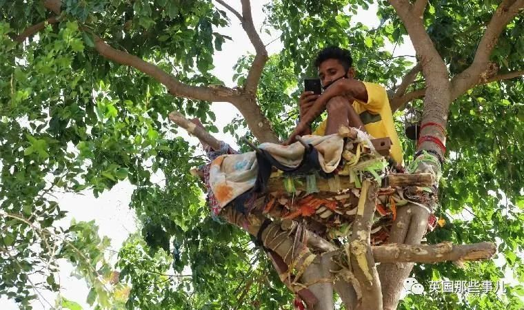 印度小哥感染后，爬树自我隔离11天！他：人穷只能这样…