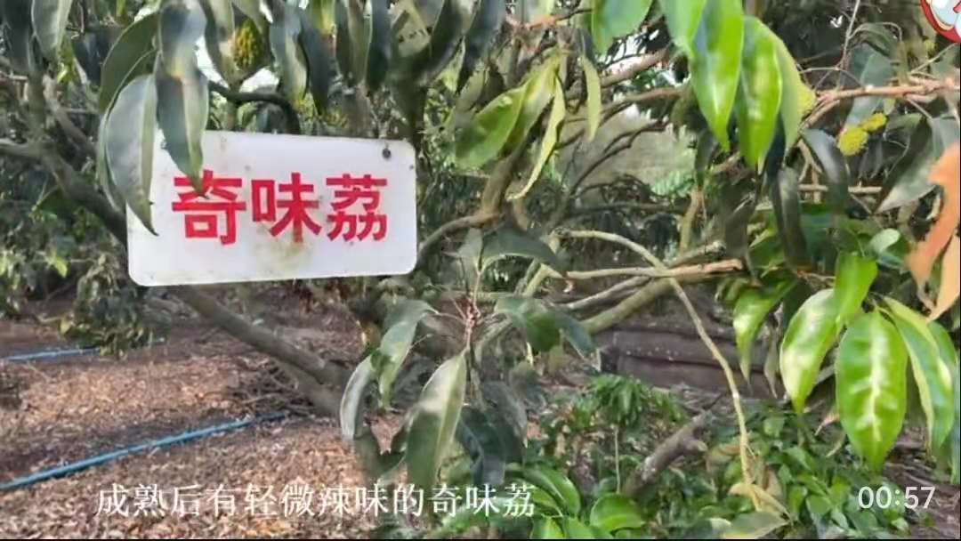 海口农户36年种出辣椒味荔枝！还有鸡腿肉味的，网友：不知道杨贵妃敢不敢吃