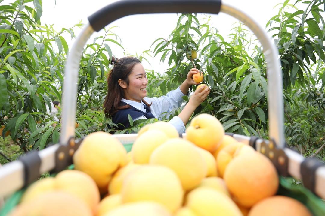 四川泸州龙马潭：黄桃结出小康路