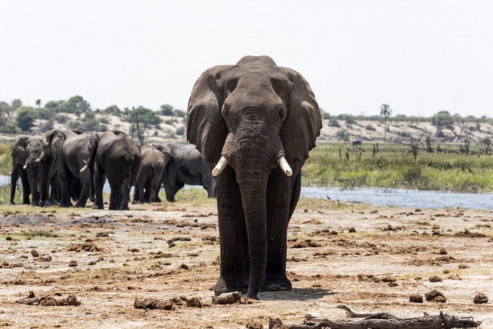 研究发现粪便和尿液的气味痕迹可以促进对大象的保护