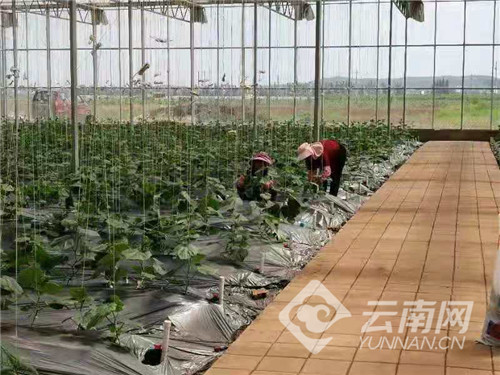 云南沾益：加快推进高原特色现代农业产业园建设 助推乡村振兴战略实施