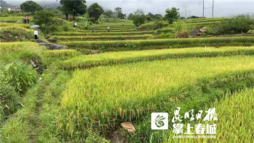 像种韭菜一样种水稻！云南累计种植多年生稻面积超10多万亩