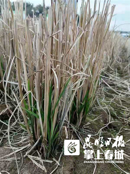 像种韭菜一样种水稻！云南累计种植多年生稻面积超10多万亩