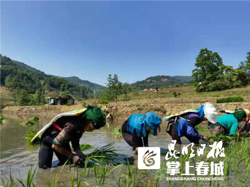 像种韭菜一样种水稻！云南累计种植多年生稻面积超10多万亩