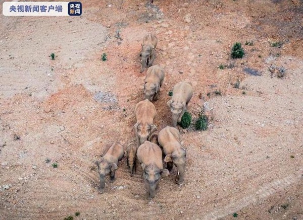 15头野生亚洲象一路北上接近昆明 专家：领头母象经验不足
