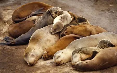 海洋动物睡觉时的奇葩玩法