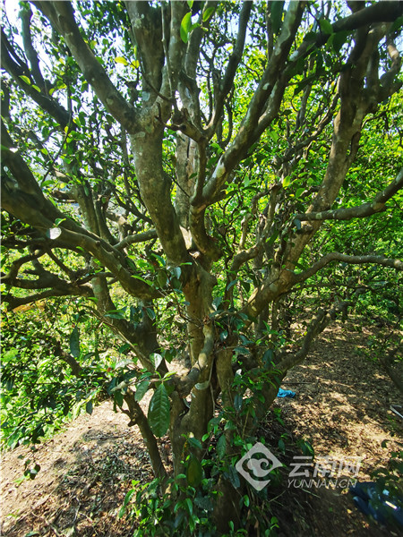 南涧无量山藏茶谷：一片森林一片茶 片片都是生态茶
