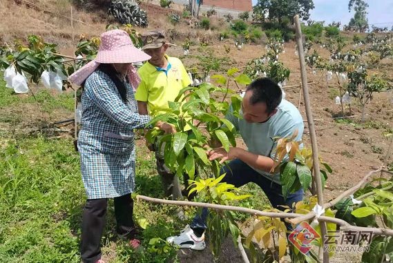 讓銅都龍洞芒果飄香——記龍洞村90后致富帶頭人何開明