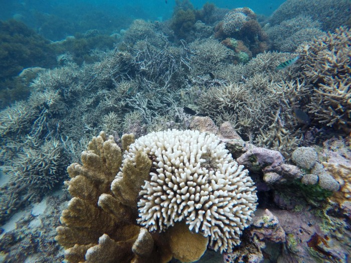 新研究发现全球珊瑚礁可能在2054年左右停止钙化-第2张图片-IT新视野