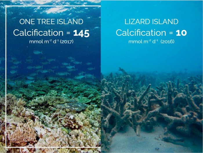 新研究发现全球珊瑚礁可能在2054年左右停止钙化-第3张图片-IT新视野