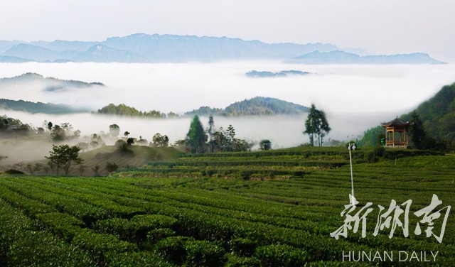 一“葉”致富——“桑植白茶”地標(biāo)助力鄉(xiāng)村振興紀(jì)實(shí)