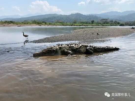 残暴巨鳄吞噬83人后终于被抓，然后被送去生崽做皮包