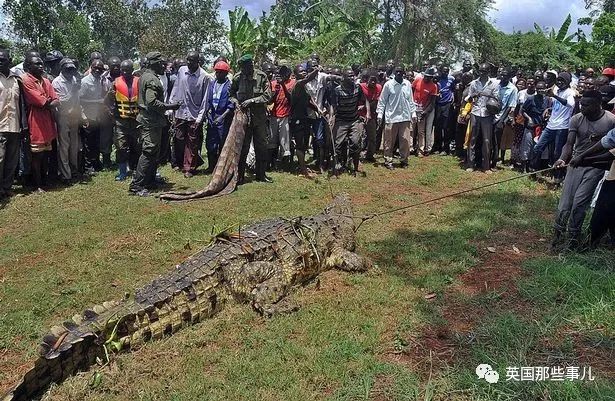 残暴巨鳄吞噬83人后终于被抓，然后被送去生崽做皮包