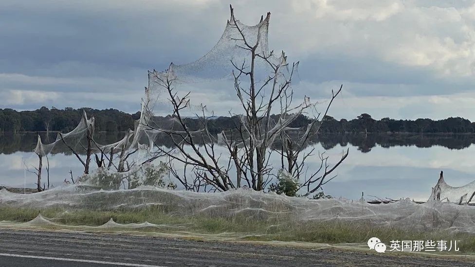 澳洲野外洪灾后飘起"曼妙白纱"，竟是百万只蜘蛛在一起织网