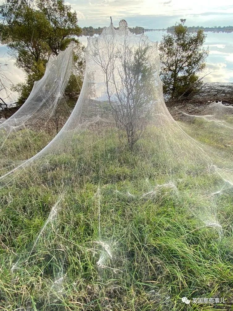 澳洲野外洪灾后飘起"曼妙白纱"，竟是百万只蜘蛛在一起织网
