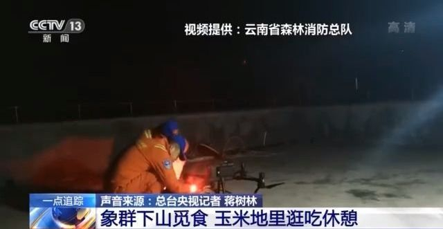 吃吃停停还不忘保持队形 象群这波表现很从容 凯迪网资讯