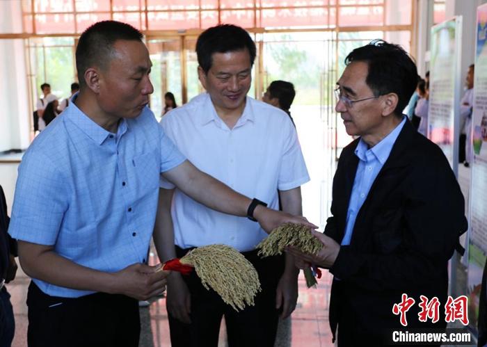 中国杂交水稻在草原上续写“袁梦计划”