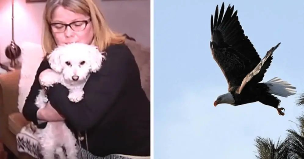 它正在残忍地杀死人们的宠物狗...