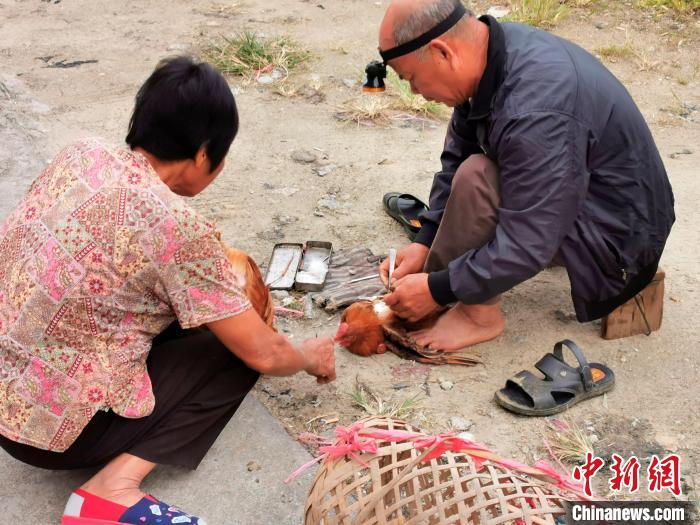 阉鸡（广东侨乡台山阉鸡造就家常美味）