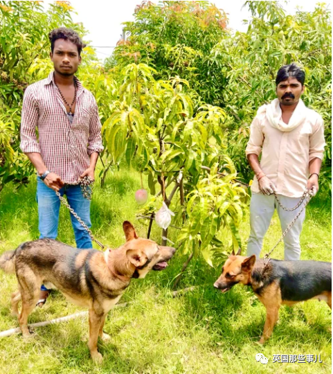 印度农夫误打误撞种出世界最贵芒果，雇佣4个男人6只狗保护安全
