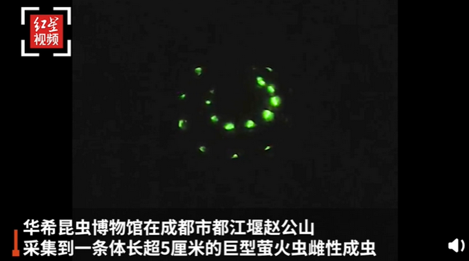 5厘米巨型萤火虫现身四川，晚上挂着30多个“小灯”出来蹓