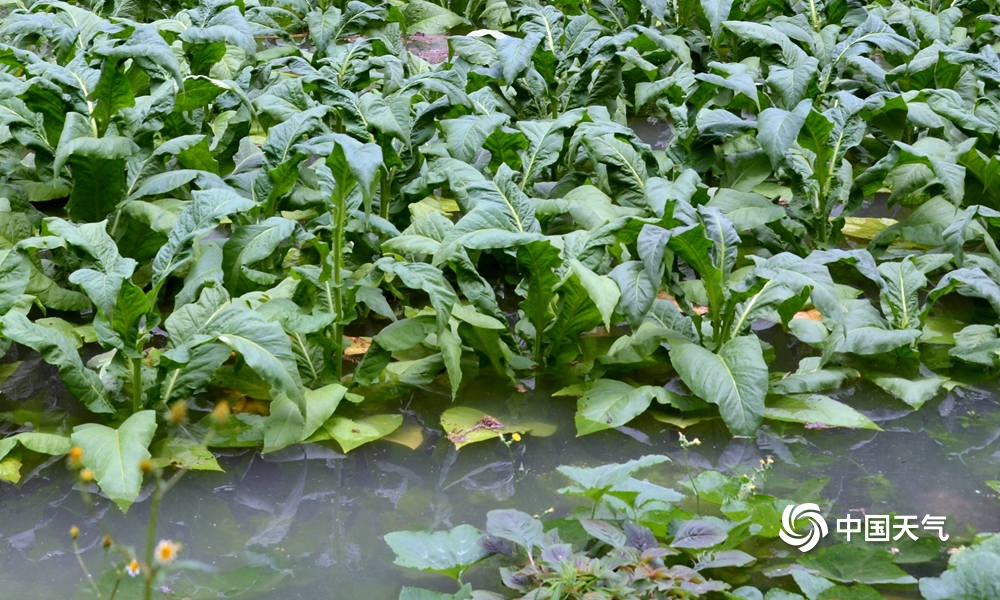 百色市隆林县隆或镇24日凌晨遇特大暴雨  来源：天气推送