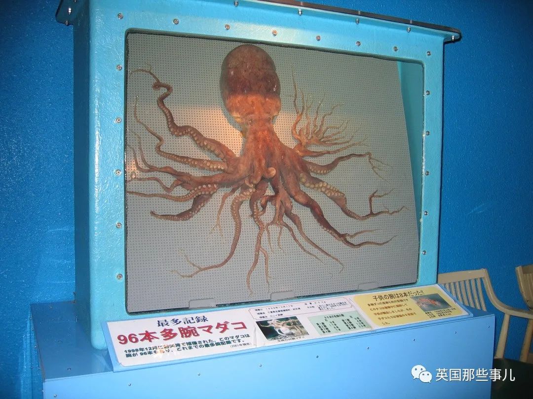 韩国渔民捕获32条腿"异形章鱼"，日本：我们有96条腿的