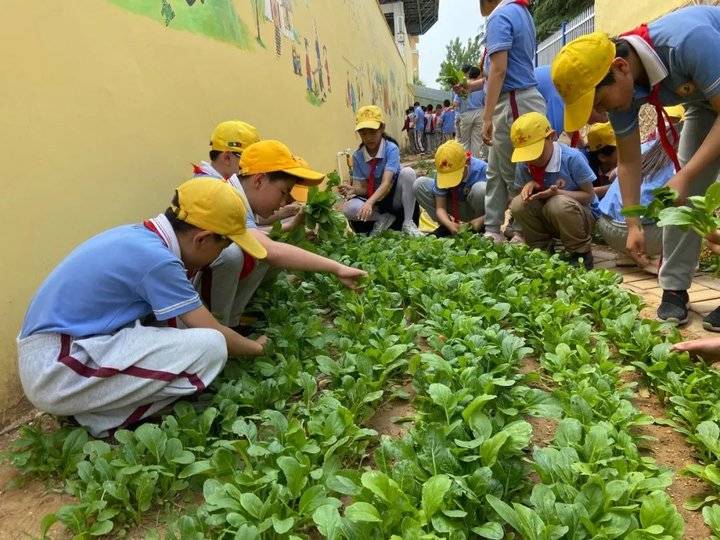 威海普陀路小学怎么样?“小油菜实践课”有滋有味(图11)