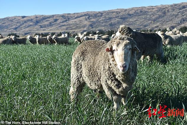 �о��״η��֣������˸��DNA˥�ϸ����������ӳ�60% Ϊ̽�����Կ�˥�ϻ�����·