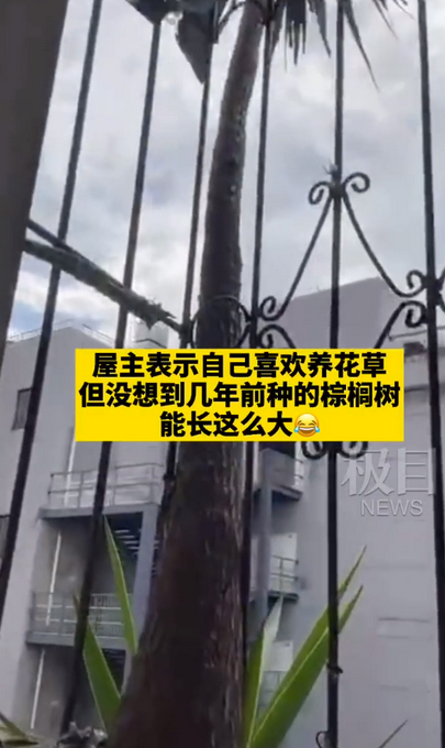 离家六年阳台长出两棵大树，男子连夜坐火车回家清理！直呼“没想到”