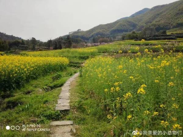 博主夸“在日本农村长大是幸福”，评论区秒被中国农村美图淹没