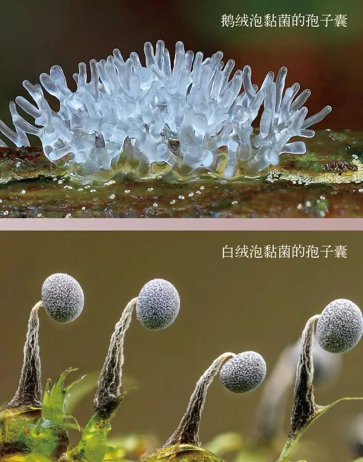 无脑生物如何解开宇宙谜团？