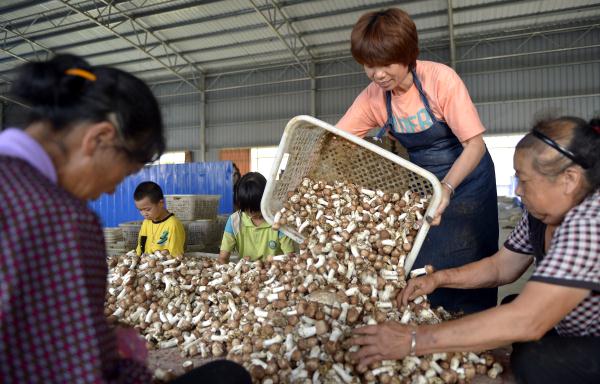 廣西百色：小蘑菇撐起脫貧致富廣闊天地