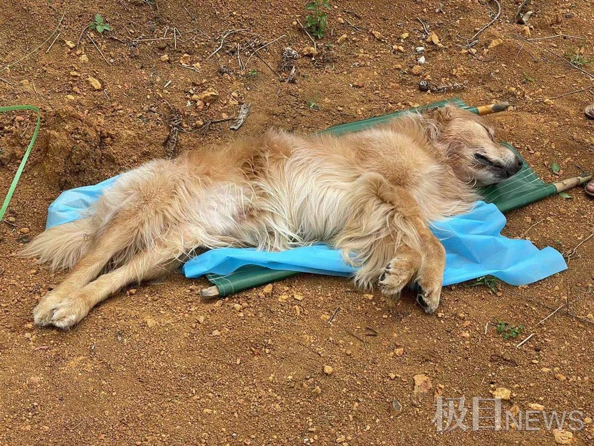 贵州一小区10只宠物狗接连死亡，狗主人称小区多处发现毒骨
