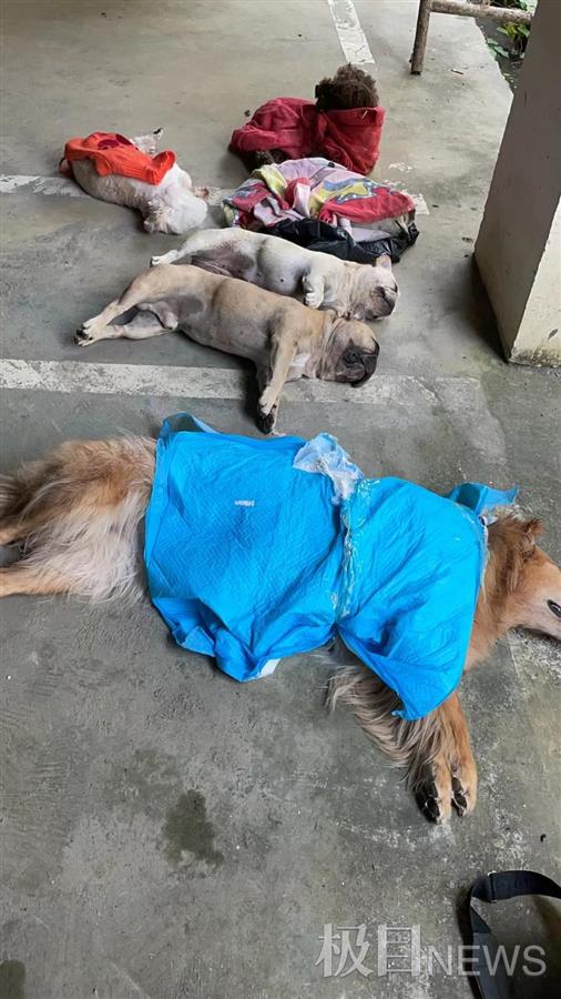 贵州一小区10只宠物狗接连死亡，狗主人称小区多处发现毒骨