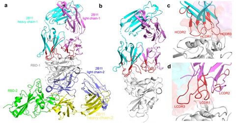 Ҫ֣йоŶӷԵ¶Ч¡