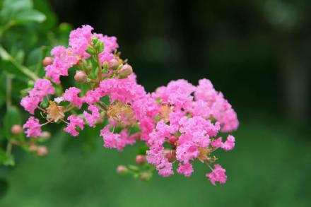 西湖边遇见夏紫薇