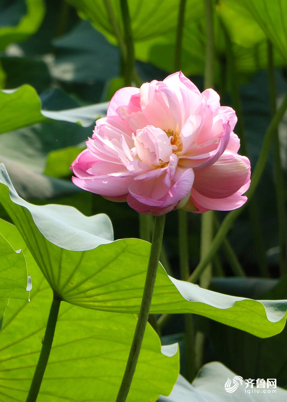 并蒂莲再现济南大明湖畔“护花使者”细心看守