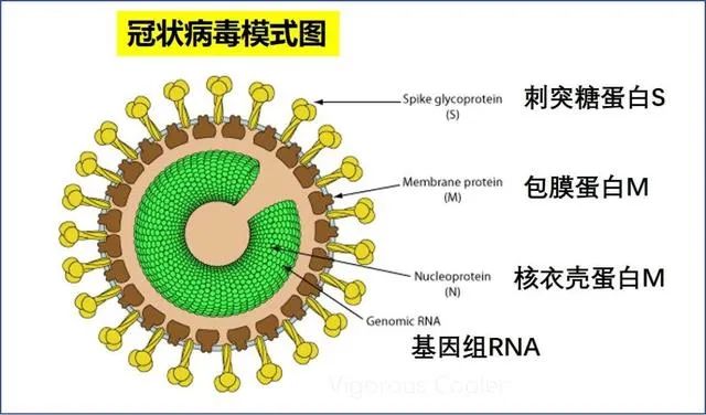 计量在核酸检测中的作用，很多人都不知道