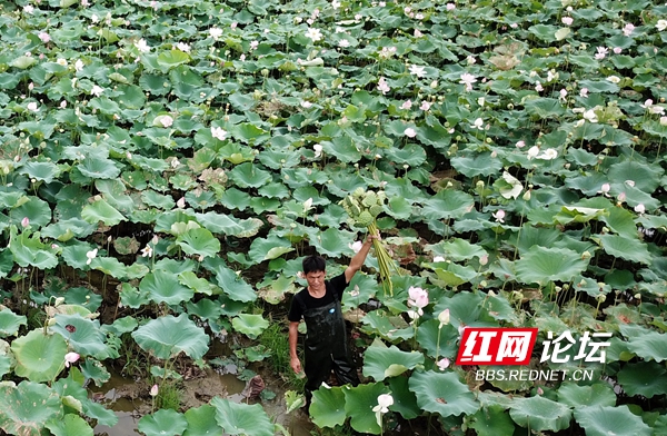 藕花深處里的生意經(jīng)！這個(gè)小伙找到了池塘里的致富密碼