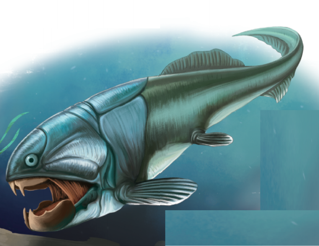 鱼类演化的故事，远比你想象中精彩
