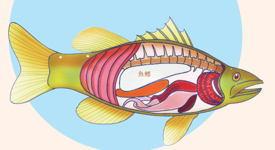 鱼鳔2021 年伊始,深圳华大生命科学研究院研究员张国捷等通过对多种