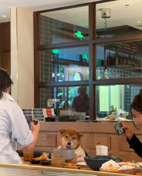 一餐厅人狗同桌进餐引争议，律师：养犬人不能将犬带入餐厅
