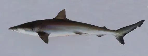 博物志 | 从繁盛到濒危，这种鲨鱼只用了40年