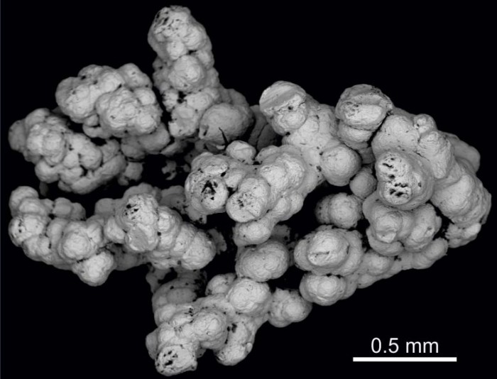 研究表明硒可能有助于维持地球深层生态系统中微生物的活动-第1张图片-IT新视野