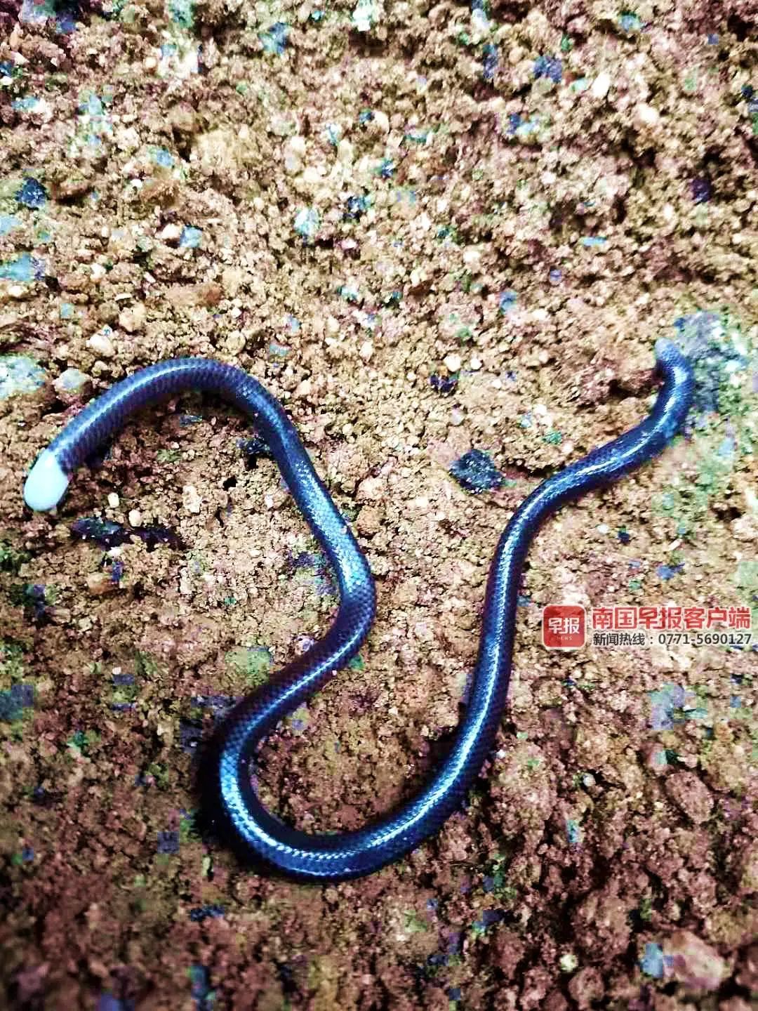 广西一保护区出现“神秘”生物！形似蚯蚓，有鳞有脚