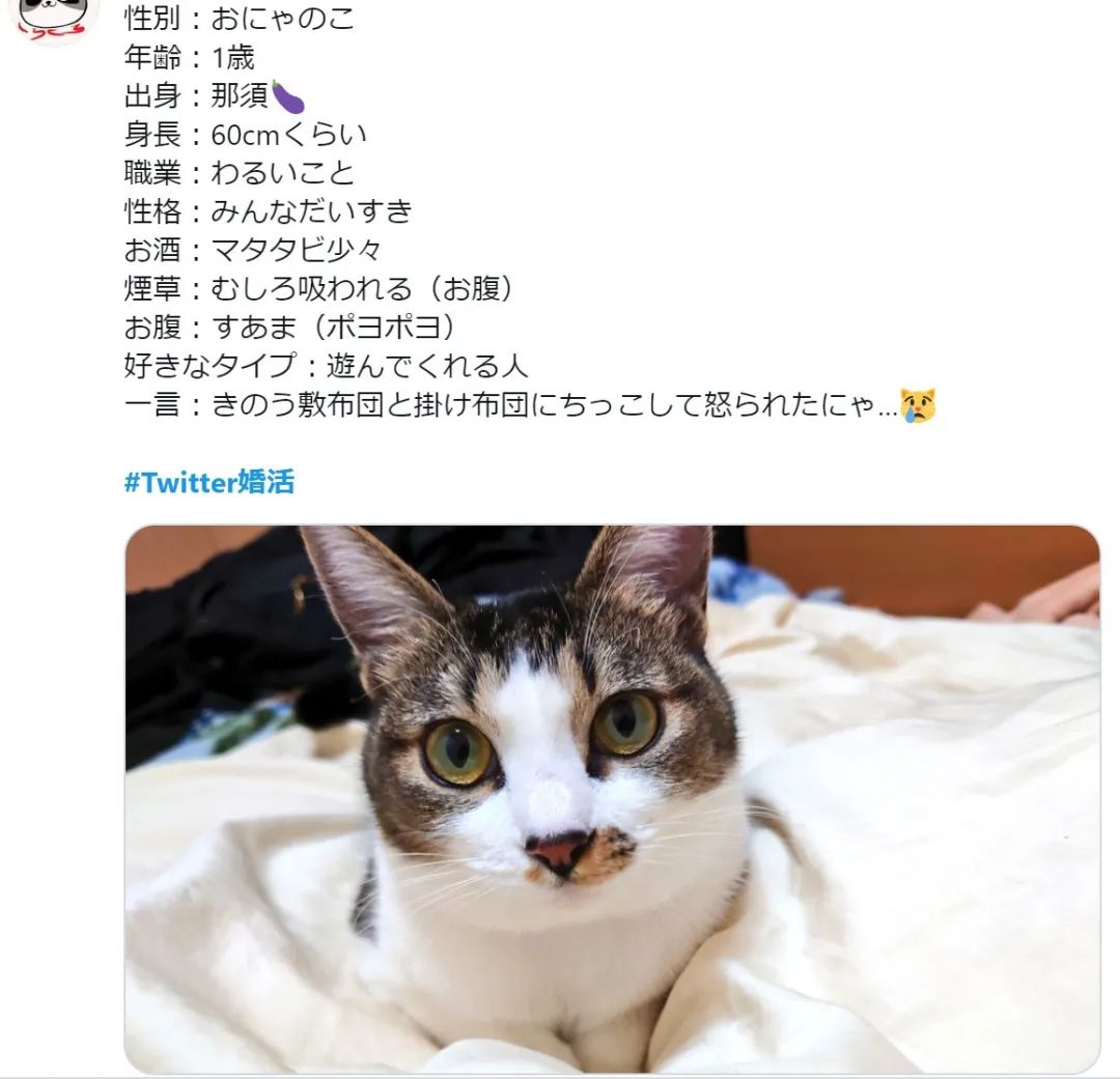 日本人喜欢在推特相亲- 推特Twitter原创内容分享网站