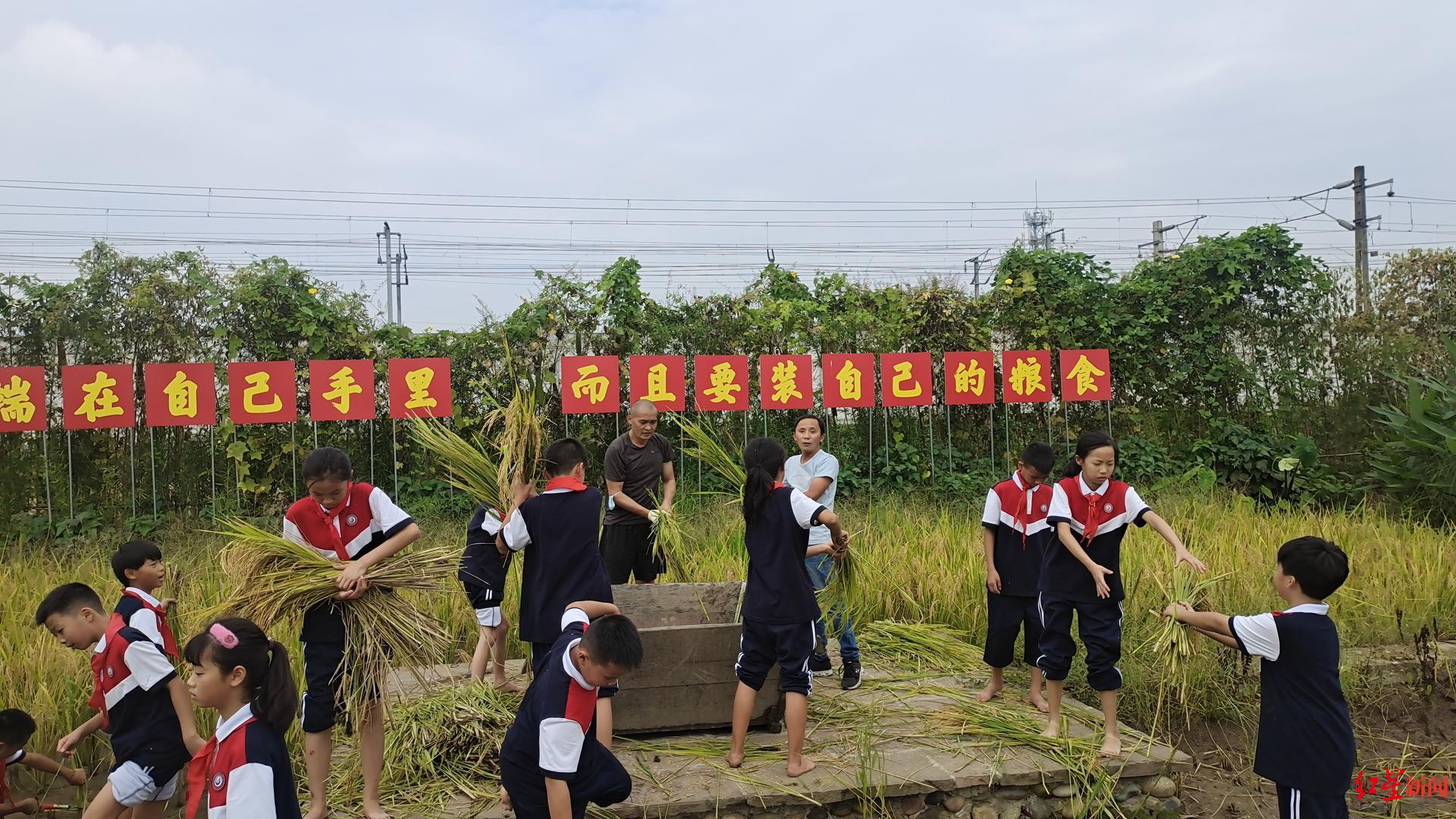 彭山区观音小学:开学第一课让学生打谷子(图1)